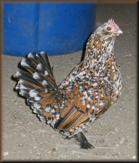 28902_mille-hen2.jpg