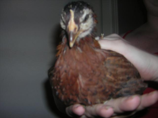 28932_mischief65_weeks.jpg