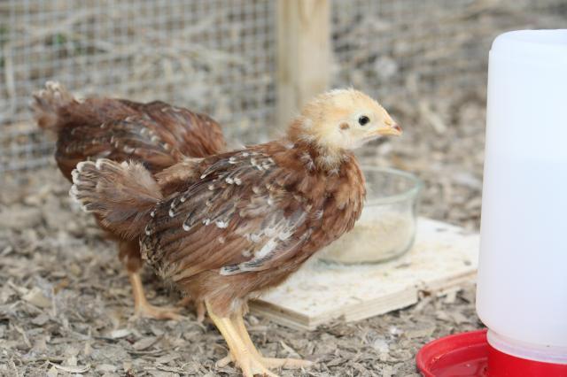 28936_chickens_4-10-10_052.jpg