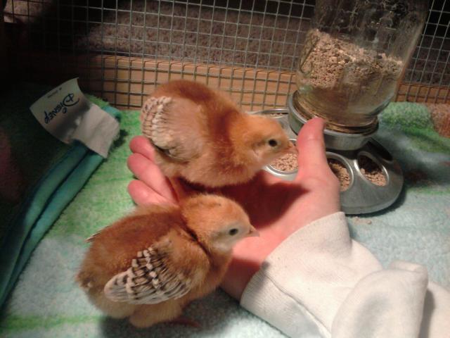 28936_chicks_2010-03-21.jpg