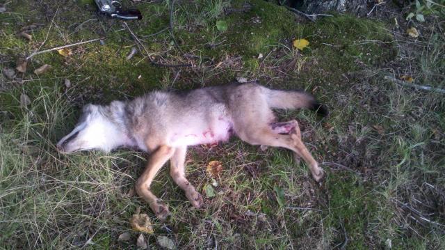 29031_jff_coyote.jpg