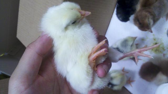 29031_jff_july_chicks2.jpg