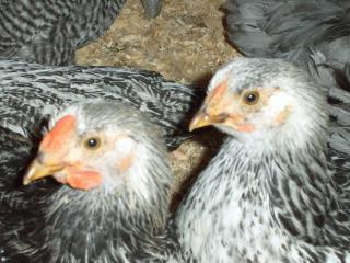 2903_slw_roo_and_hen5.jpg