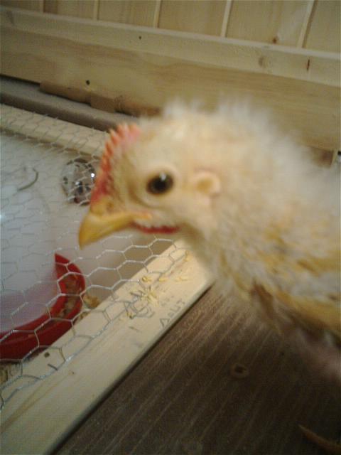 29072_0706091920roo.jpg