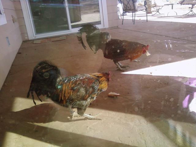 29102_chickens_001.jpg