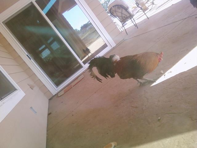29102_chickens_002.jpg