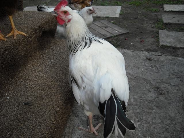 29115_012_-_zeus.jpg