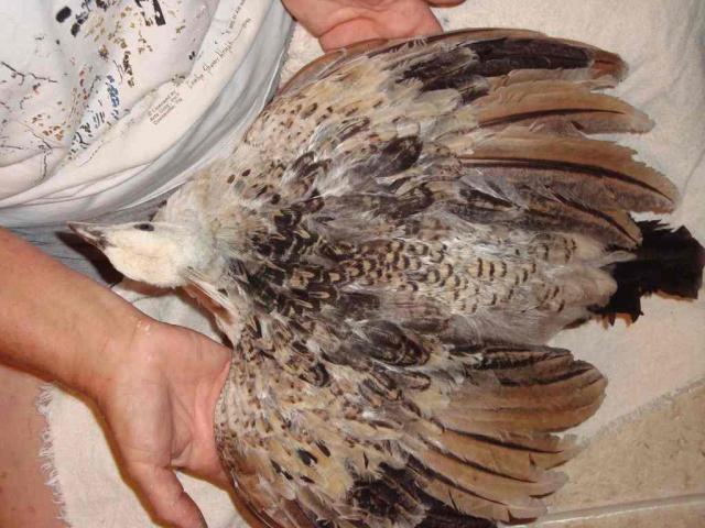 29152_peachicks_11.jpg