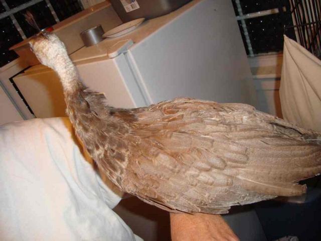 29152_peachicks_81.jpg