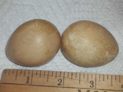 29152_two_eggs.jpg