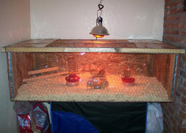 29190_new_and_improved_brooder.jpg