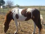 29228_th_cimg5029filly4.jpg