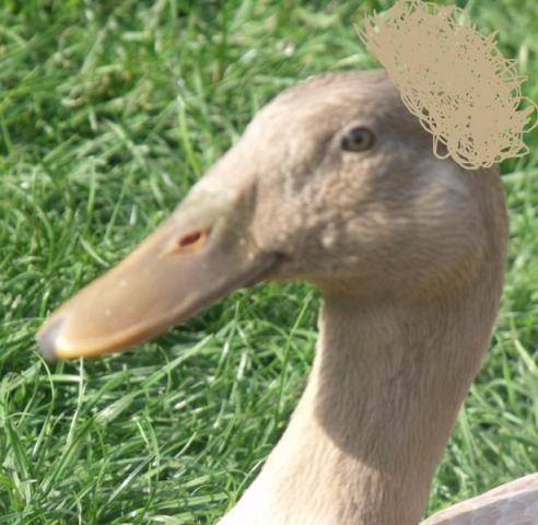 29243_crested.jpg