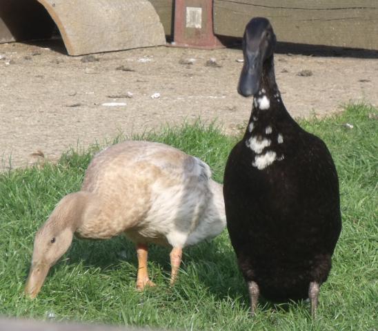 29243_ducks_1-9-10_008.jpg