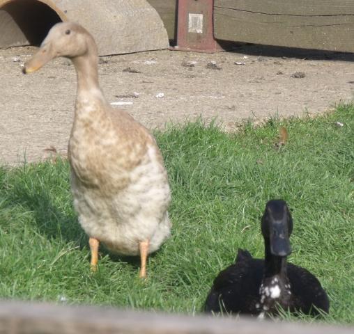 29243_ducks_1-9-10_009.jpg