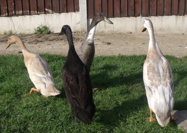 29243_ducks_1-9-10_030.jpg