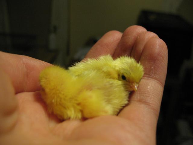 29266_cuteys.jpg