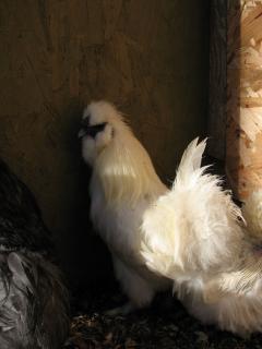 29266_livestock_jan10_044.jpg