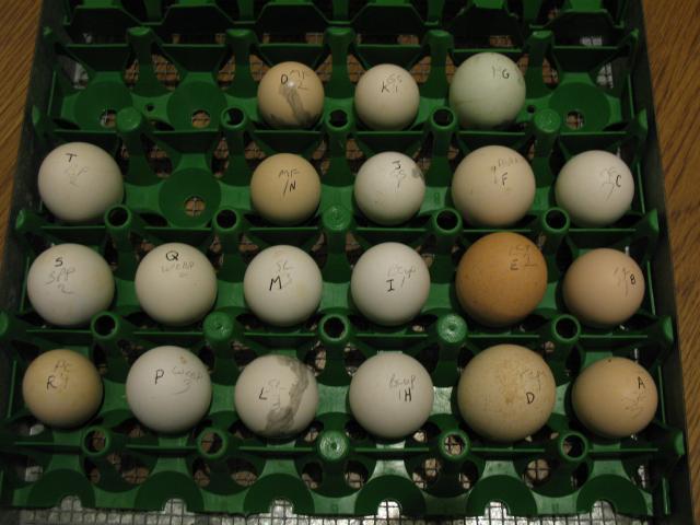 29266_patched_chicken_eggs.jpg