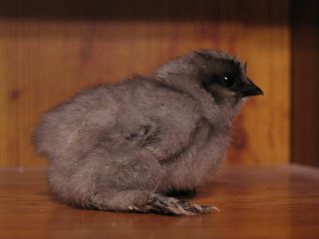 29266_silkie_groups_041.jpg