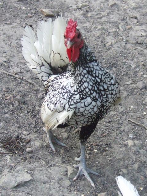 29302_silver_sebright_bantam_2.jpg
