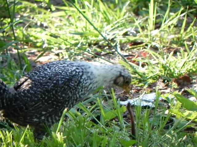 29302_the_early_bird_gets_the_worm.jpg