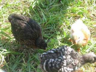 29303_picture_014.jpg
