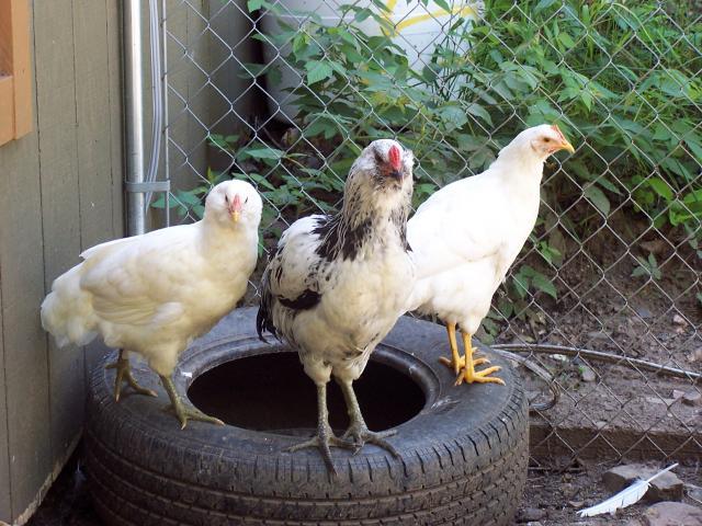 29305_hens_and_roo_s_002.jpg