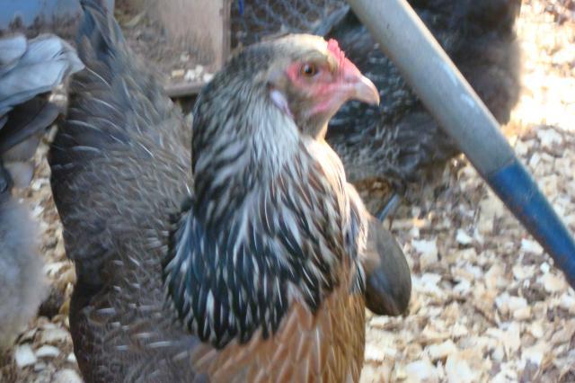 29308_202.jpg