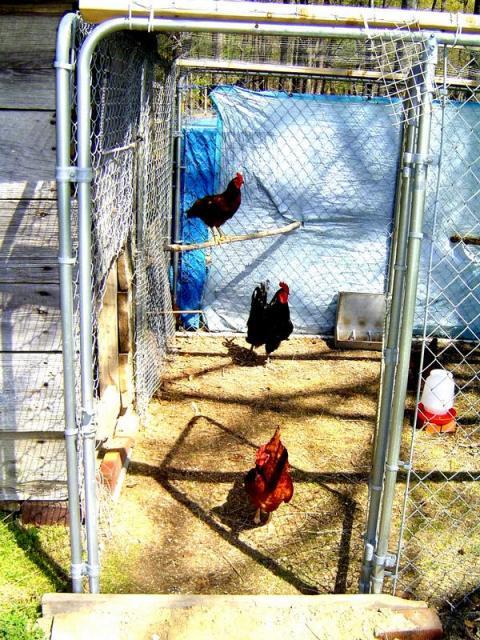 29308_flock_1.jpg