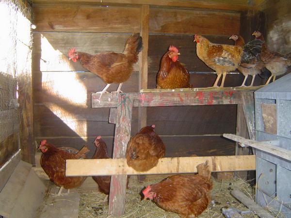 29308_flock_2_b.jpg