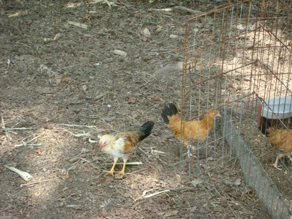 29308_flock_2_babies.jpg
