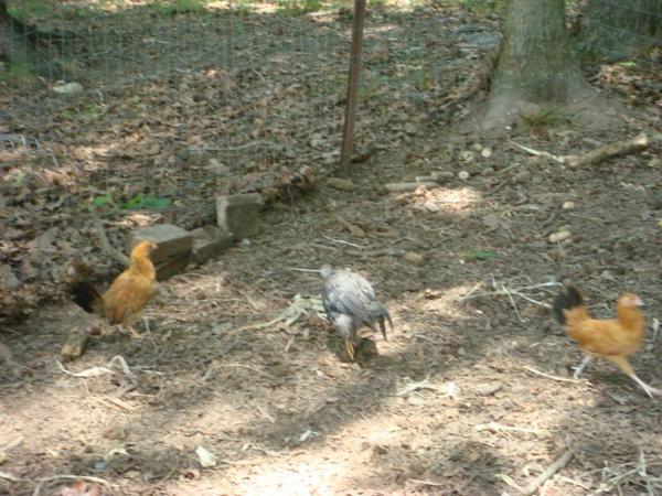 29308_flock_2_babs.jpg