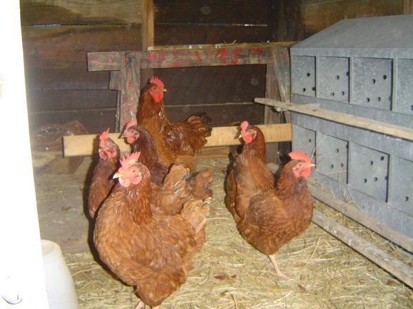 29308_flock_2_k.jpg