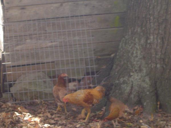 29308_flock_2_m.jpg