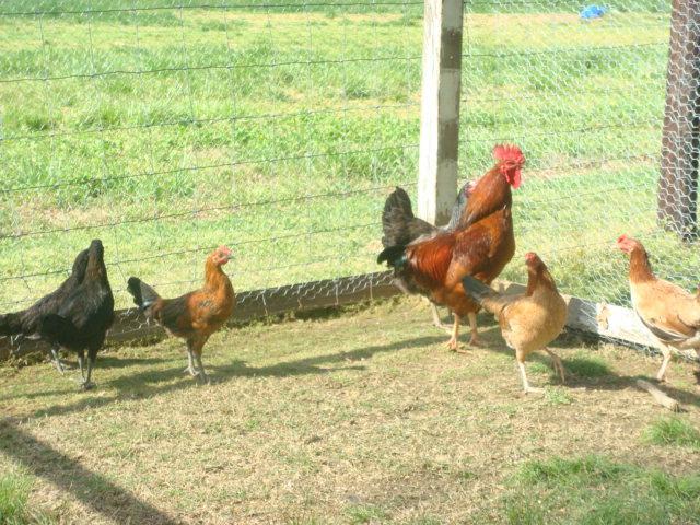 29308_flock_444.jpg