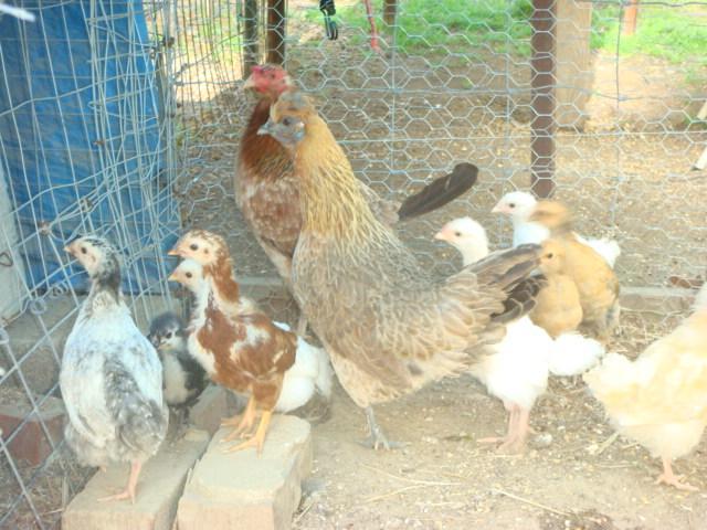 29308_flock_4_a.jpg