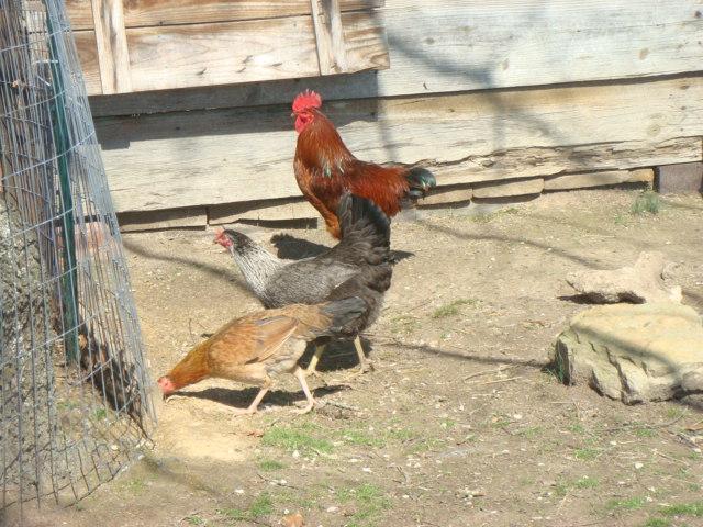 29308_flock_4_some.jpg