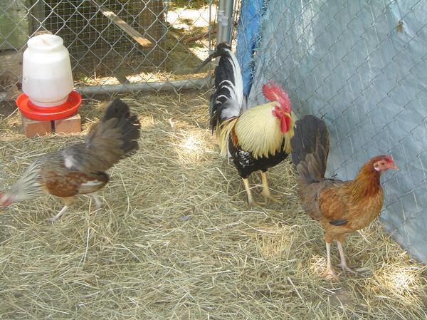 29308_ginger_flock.jpg