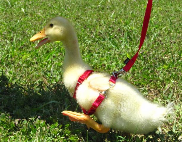 Duck deals walking harness