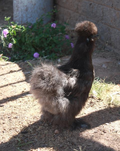 29314_blue_silkie_hen.jpg