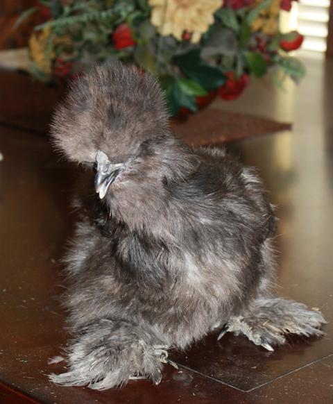 29314_blue_silkie_hen2.jpg