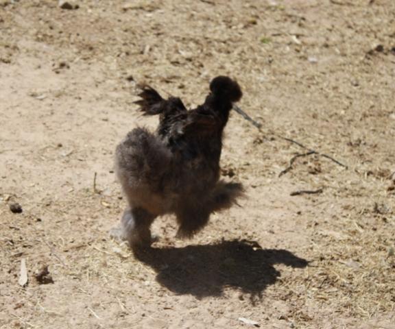 29314_chickens_004.jpg
