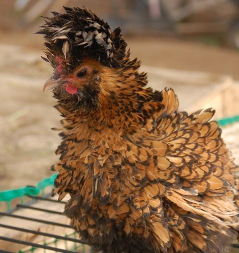 29314_frizzlepolishhen2.jpg