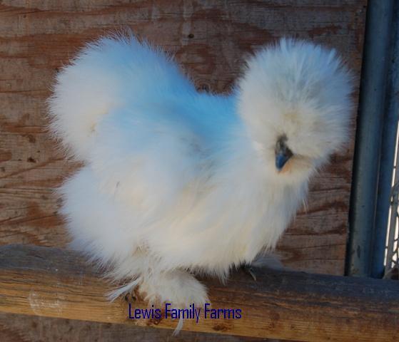 29314_silkiepullet.jpg