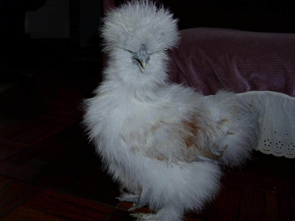 29368_silkie_porcelainjpg_6.jpg