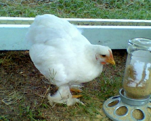 29397_chicken2.jpg