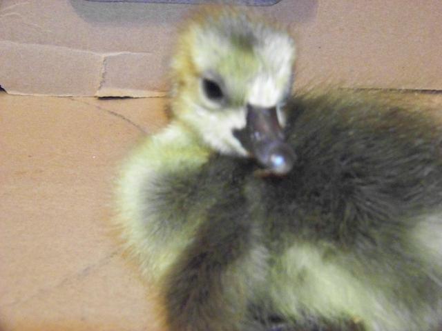 29405_ducks_and_goose_077.jpg
