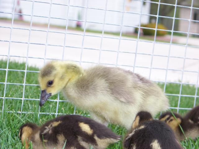 29405_ducks_n_geese_017.jpg