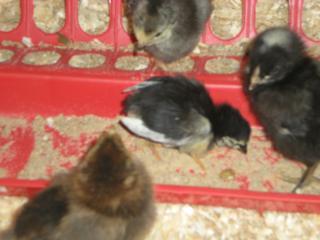 29421_2009_chicks_003.jpg